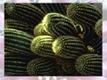 Cactus ითამაშოთ ონლაინ