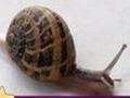 Snail: Puzzle ითამაშოთ ონლაინ